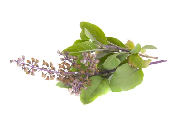 Holy basil flowers and leaves — Stock Photo, Image