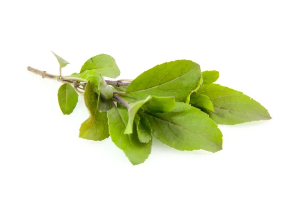 Holy basil leaves — Stock Photo, Image