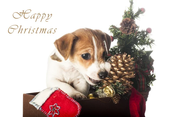 Jack russell terrier valp tuggar jul kotte — Stockfoto