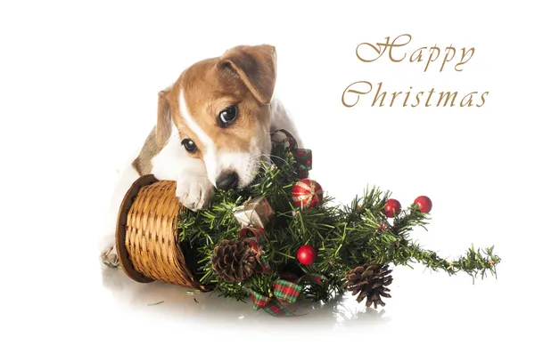 Jack russell terrier valp med julgran — Stockfoto