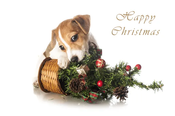 jack Russell terrier yavrusu ile Noel ağacı