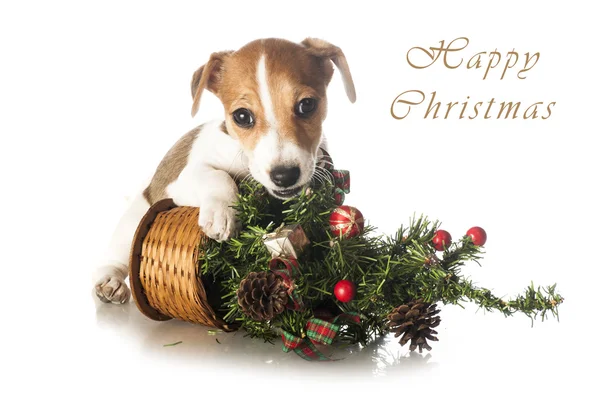 Jack Russell Terrier with Christmas tree — Stock Photo, Image