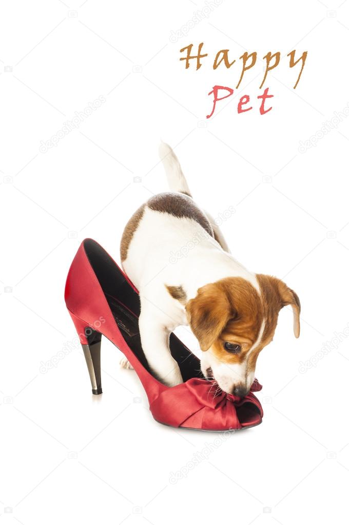 Jack Russell Terrier playing with female shoe