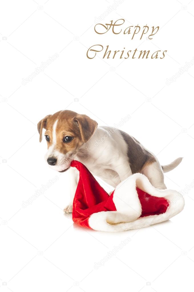 Jack Russell Terrier playing with red Santa hat
