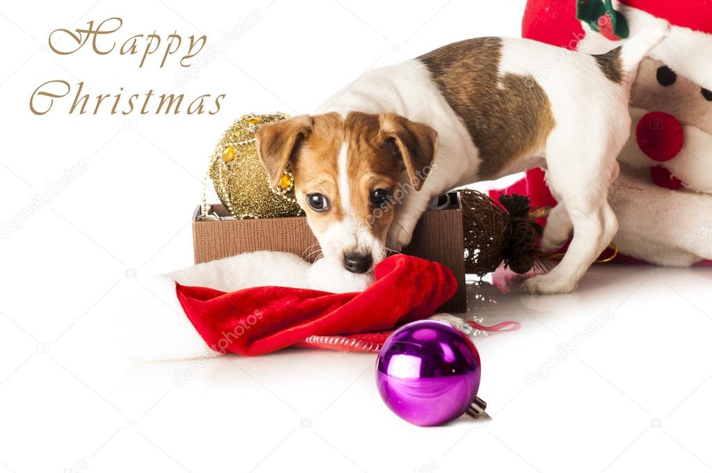 Jack Russell Terrier playing with Santa hat