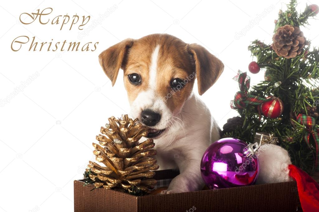 Jack Russell Terrier playing with Christmas decorations