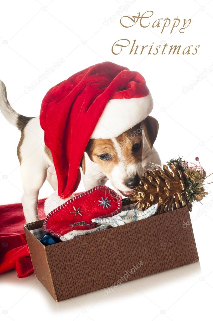 Jack Russell Terrier puppy in Santa hat