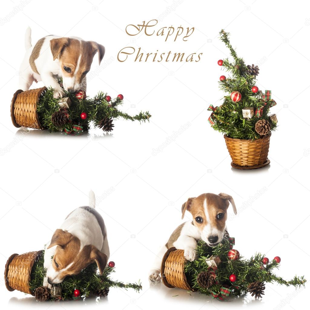 Jack Russell Terrier with Christmas tree set