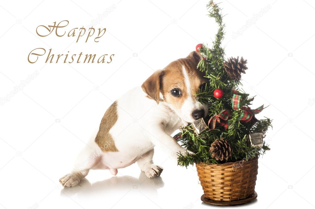 Cute Jack Russell Terrier with Christmas tree