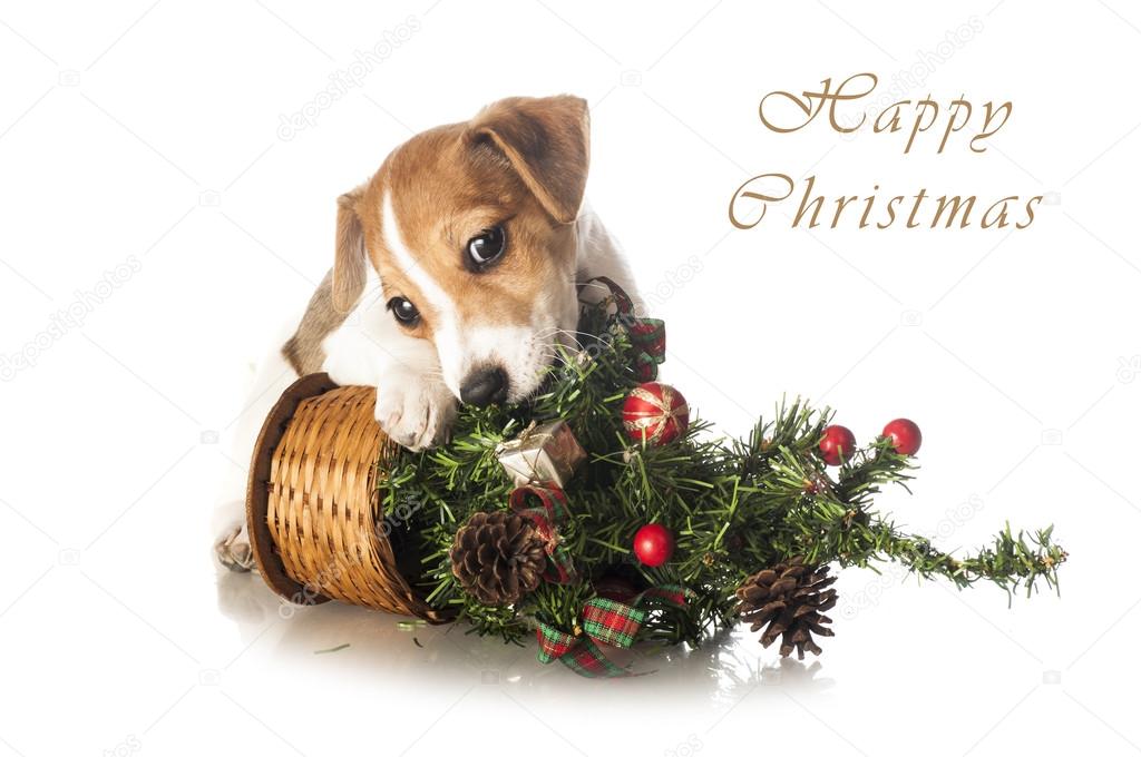 Jack Russell Terrier puppy with Christmas tree