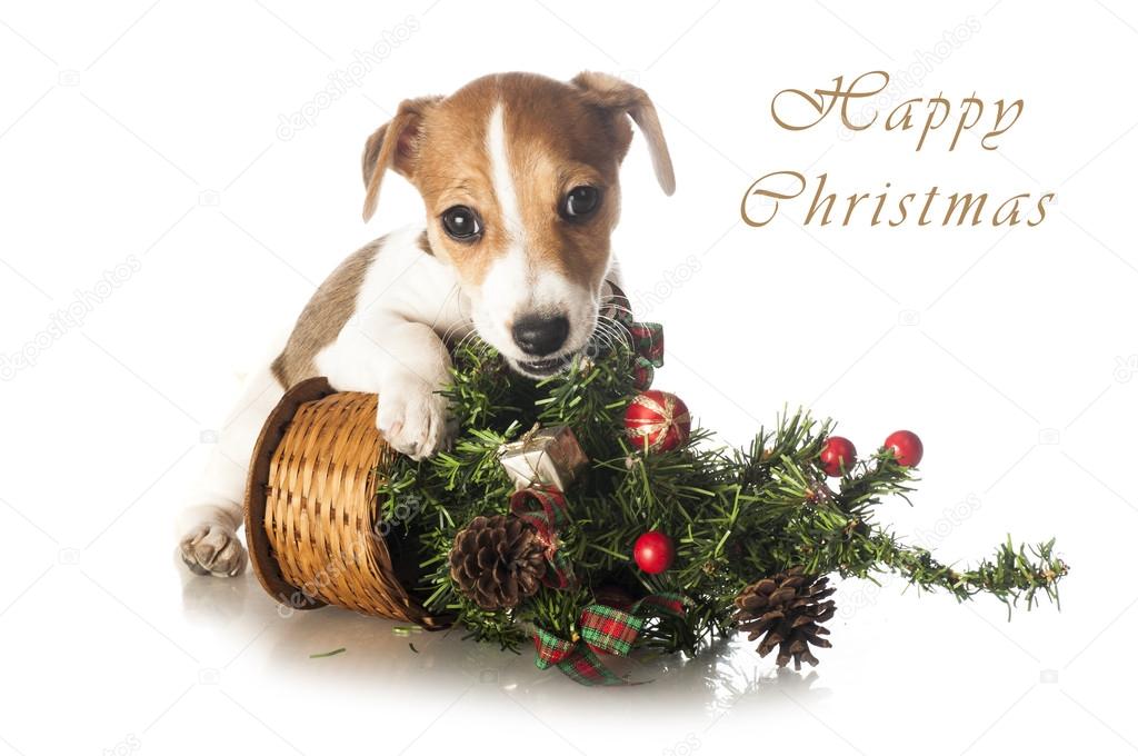 Jack Russell Terrier with Christmas tree