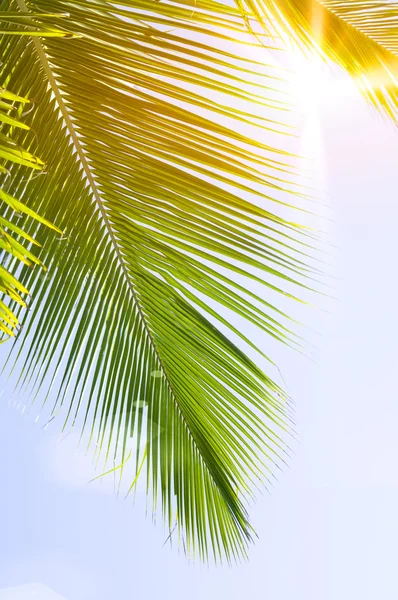 Palm leaf on blue sky — Stock Photo, Image