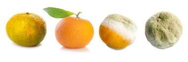 mandalina dört etap