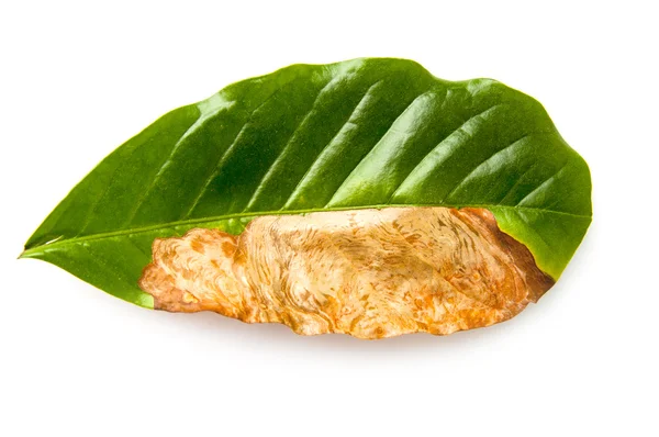 Rotten leaf — Stock Photo, Image