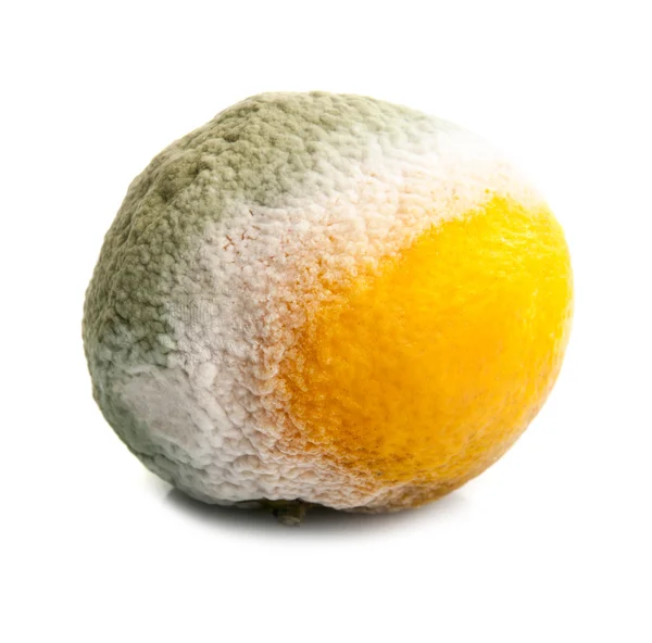 Moldy tangerine — Stock Photo, Image