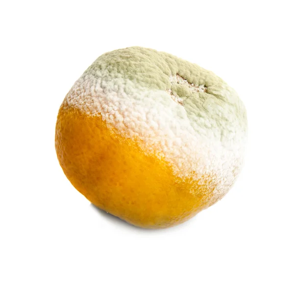 Moldy mandarin — Stock Photo, Image
