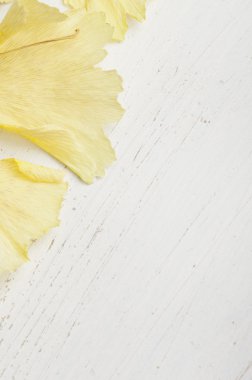 Ginkgo biloba yaprakları