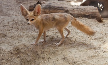 çöl Cape Fox'ta