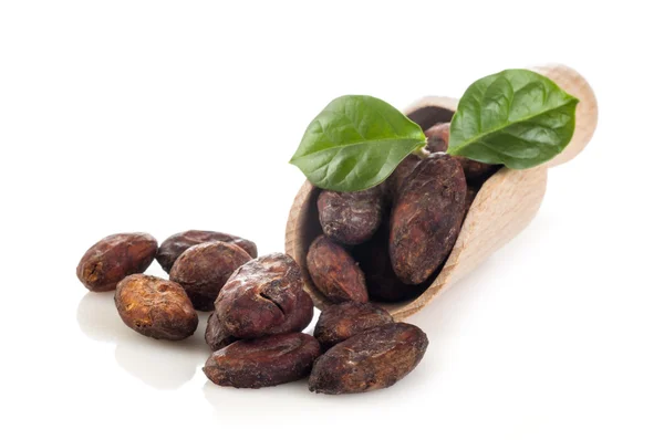 Cocoa beans with leaves on scoop — Stock Photo, Image