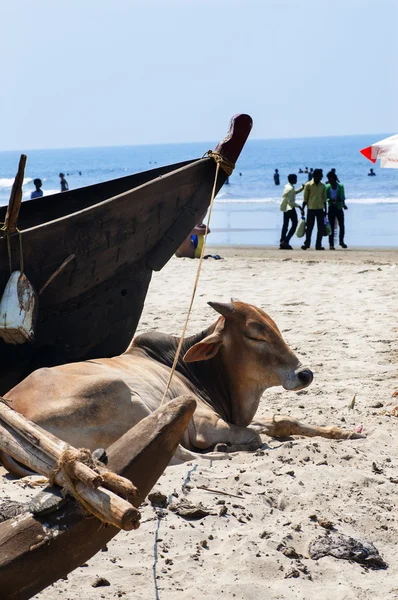 Cow lying near the boat — Stock Photo, Image