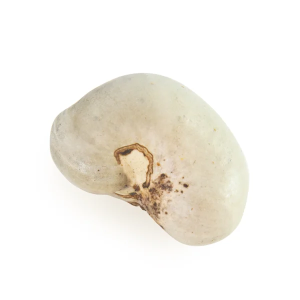 Fresh cashew — Stock Photo, Image