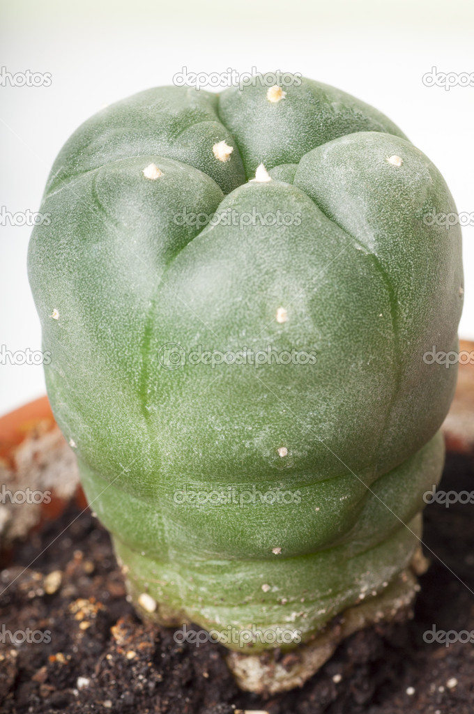 Lophophora williamsii