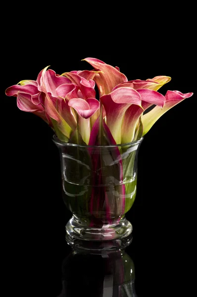 Calla lelies in vaas — Stockfoto