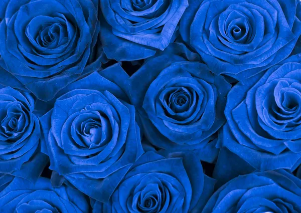Μπλε τριαντάφυλλα — Δωρεάν Φωτογραφία