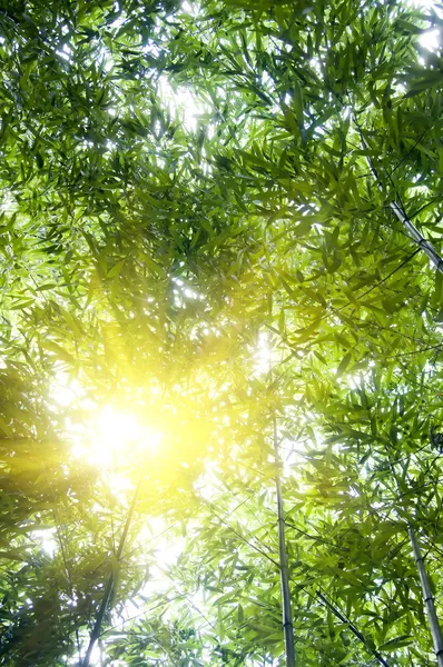 Green bamboo forest — Stock Photo, Image