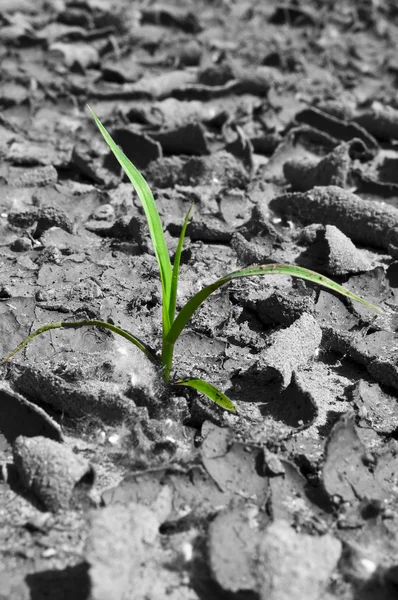 Grass on the dry earth — Stock Photo, Image