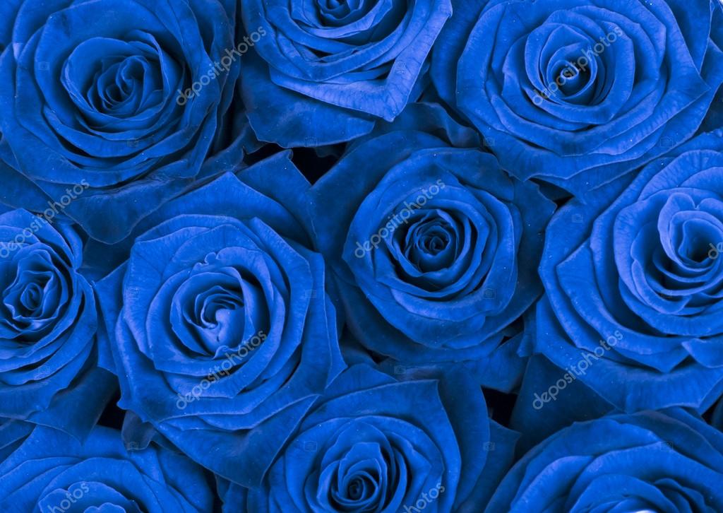 Синие Розы Фото