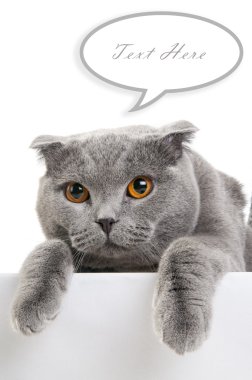 Scottish fold metin bulut ile kedi