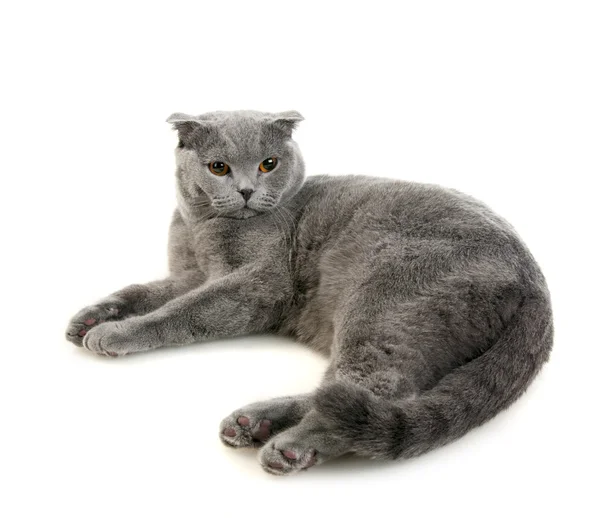 Scottish fold cat lying — Stock Photo, Image