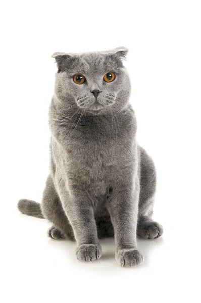 Gatto grigio piega scozzese — Foto Stock