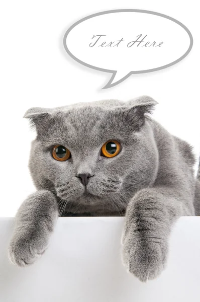 Scottish fold cat with text cloud — Stock Photo, Image