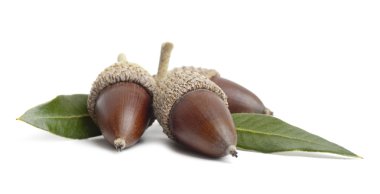 Sessile oak acorns with leaves clipart