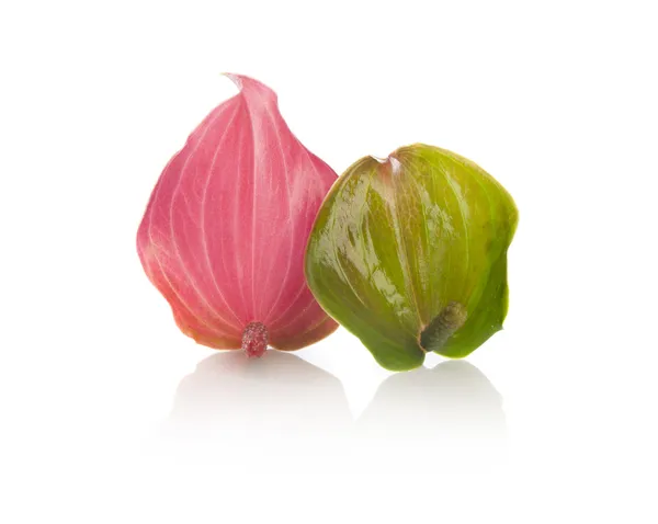 Anthurium çiçekleri — Stok fotoğraf