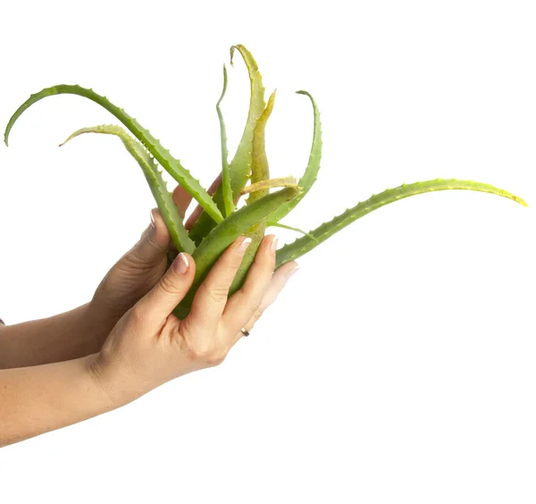 Aloe vera in hands — Stock Photo, Image