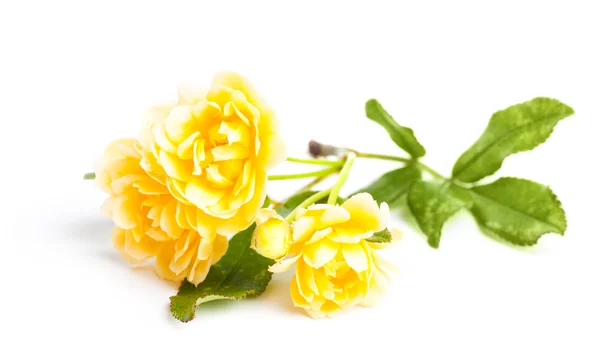 Miniature roses — Stock Photo, Image
