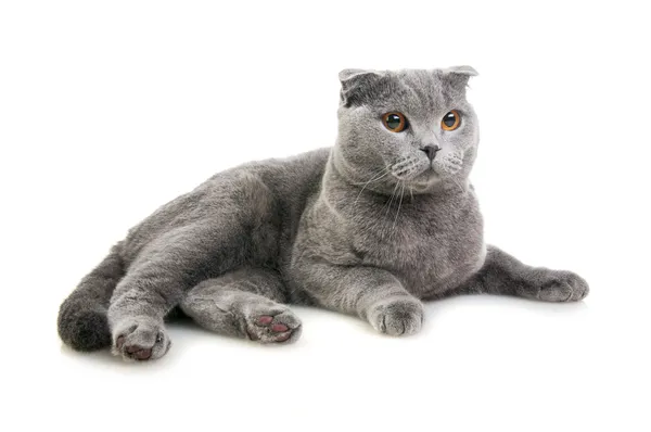 Scottish Fold pisica — Fotografie, imagine de stoc