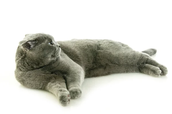 Scottish Fold pisica — Fotografie, imagine de stoc