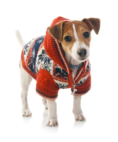 Jack Russell Terrier — Foto Stock