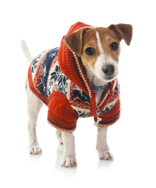 Jack Russell Terrier — Stock Photo, Image