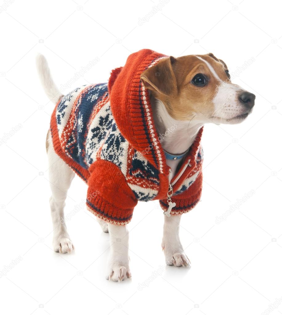 jack russell outfits