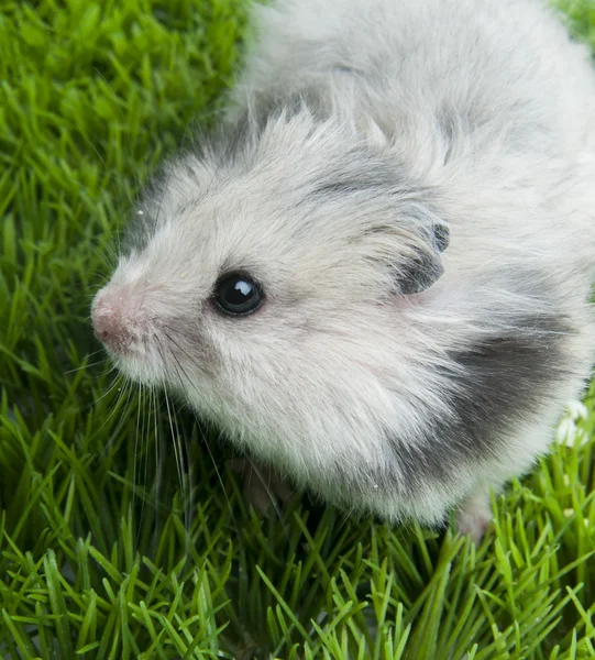 Syrischer Hamster sitzt auf Gras — Stockfoto