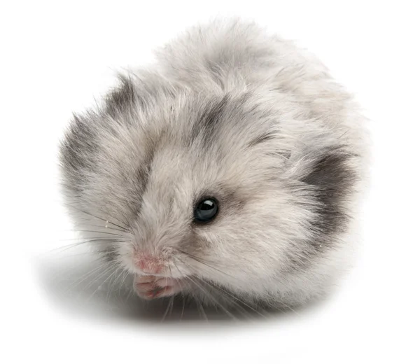 Hamster sírio engraçado come — Fotografia de Stock