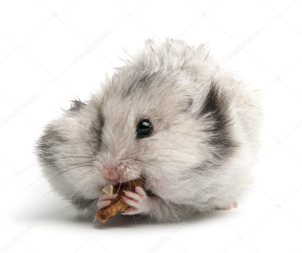 Funny syrian hamster eats Stock Photo by ©nanka-photo 41790075
