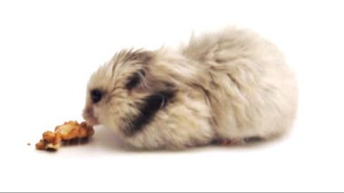Ceviz yeme Suriye hamster