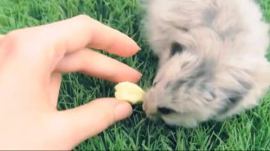 Bıldırcın yumurta sarısı yeme Suriye hamster