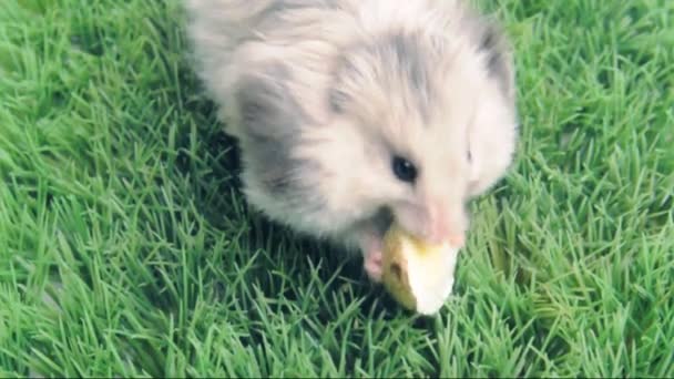 Hámster sirio comiendo el huevo — Vídeo de stock